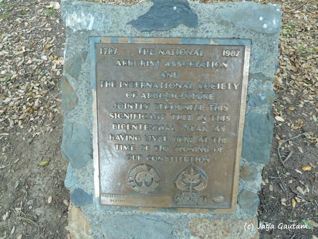 Plaque commemorating a tree's 220+ year existence